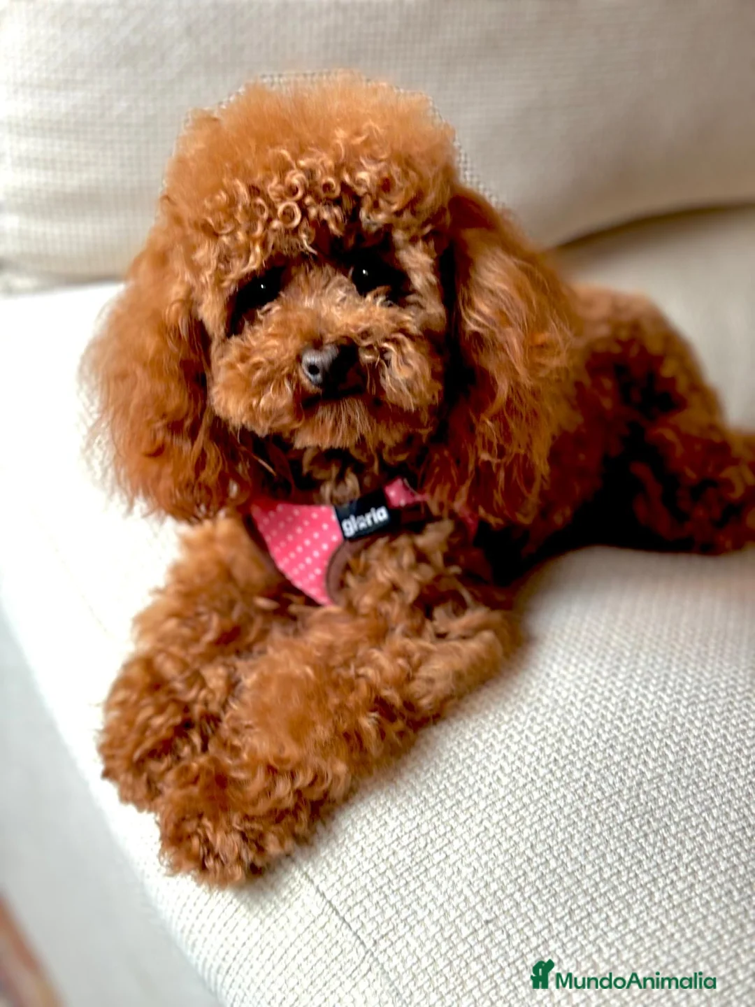 Caniche Toy perros en venta: Caniche toy tacita de té  - Anuncio 4