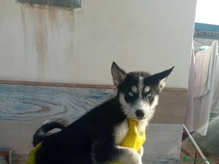 Husky Siberiano perros ‼️‼️husky siberianos - Anuncio 1