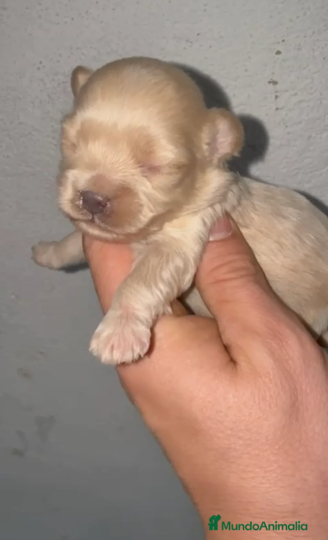 Maltipoo perros en venta: Macho y hembra de maltipoo - Anuncio 1