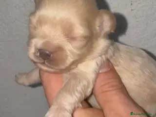 Maltipoo perros Macho y hembra de maltipoo - Anuncio 1