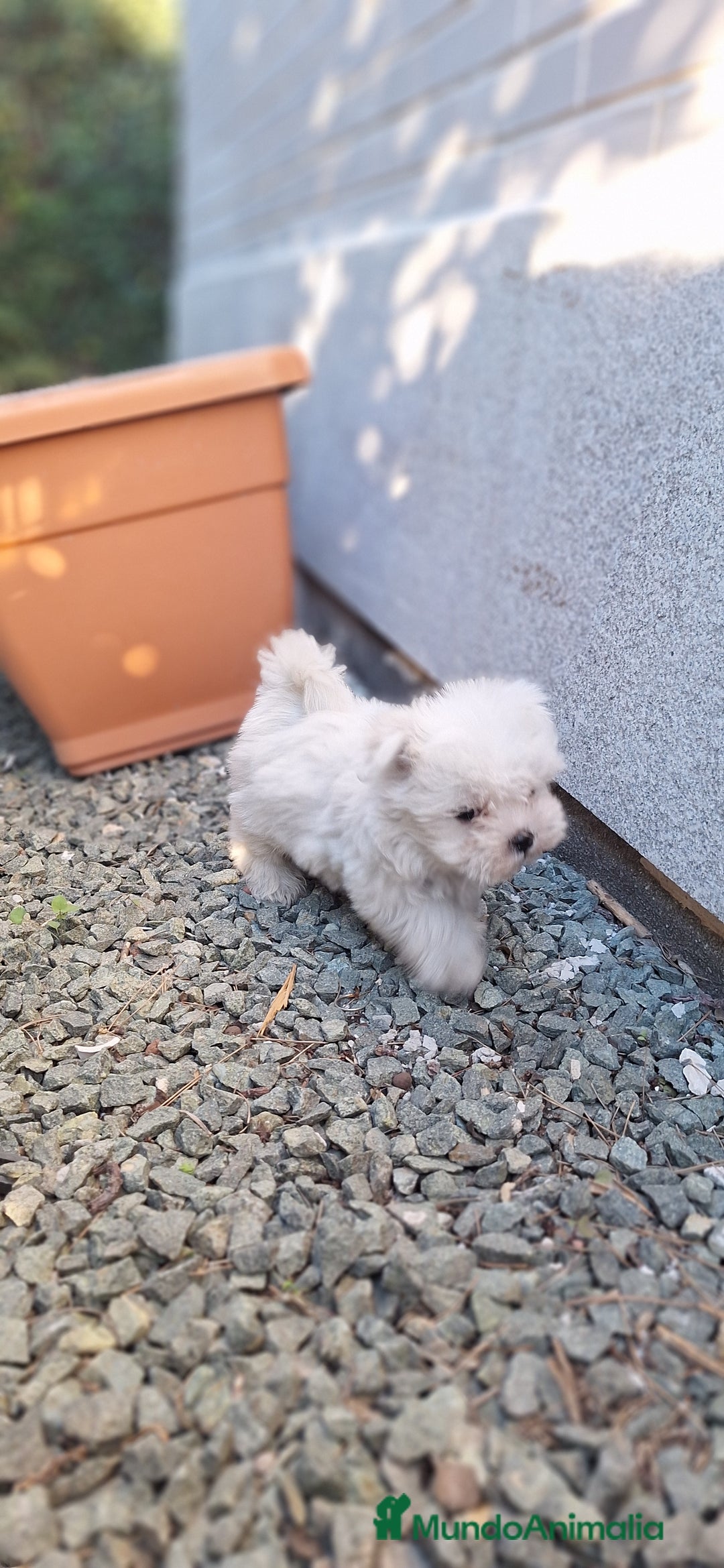 Bichón Maltés perros en venta: Bichón maltés  - Anuncio 4