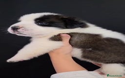 San Bernardo perros en venta: San Bernardo  - Imagen 2