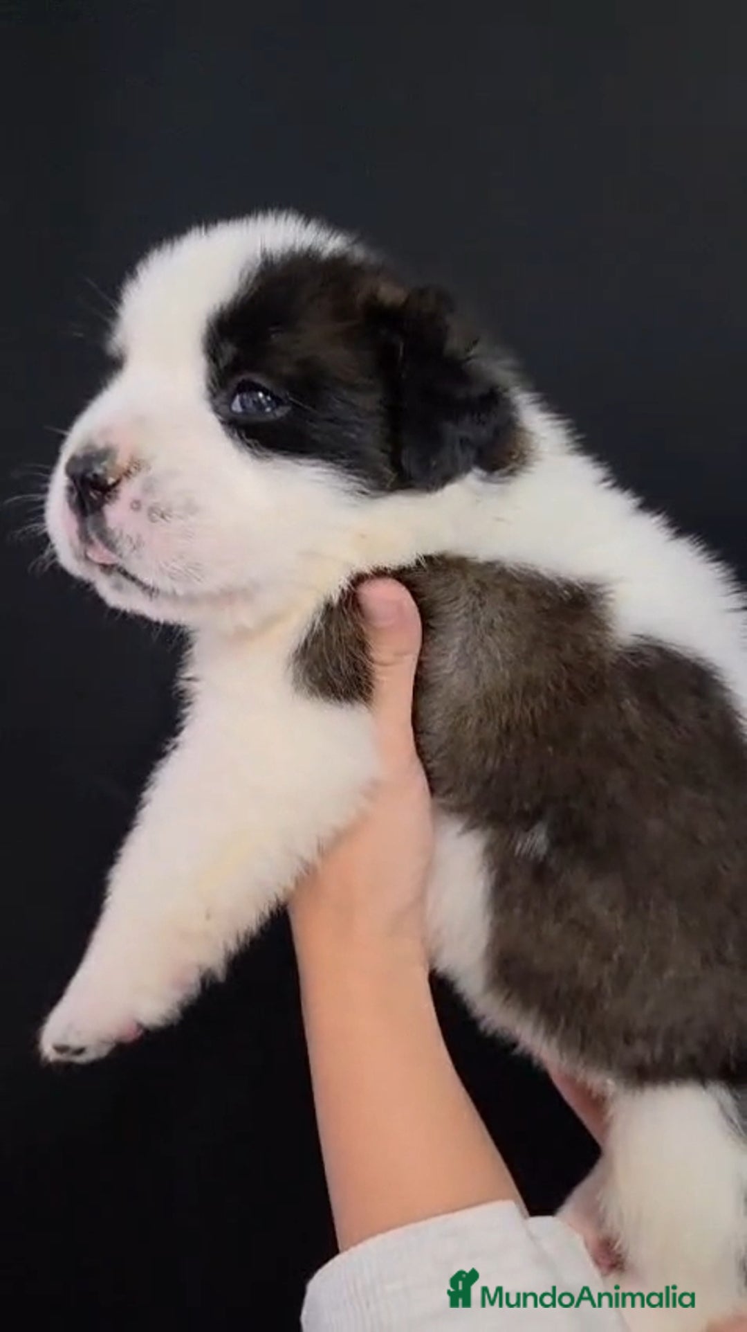 San Bernardo perros en venta: San Bernardo  - Imagen 2