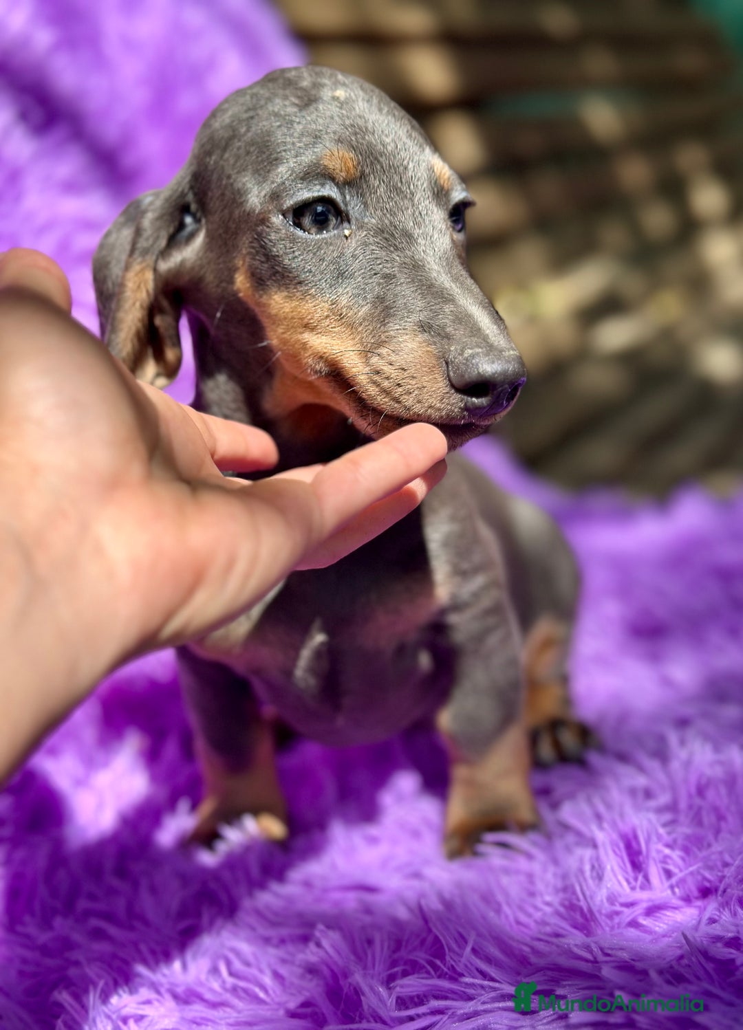 Teckel Miniatura perros en venta: TECKEL MINIATURA DISPONIBLES - Imagen 6