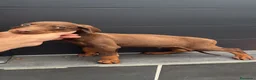 Dobermann perros en venta: Doberman o Dobermann - Anuncio 5