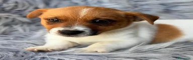 Jack Russell Terrier 1