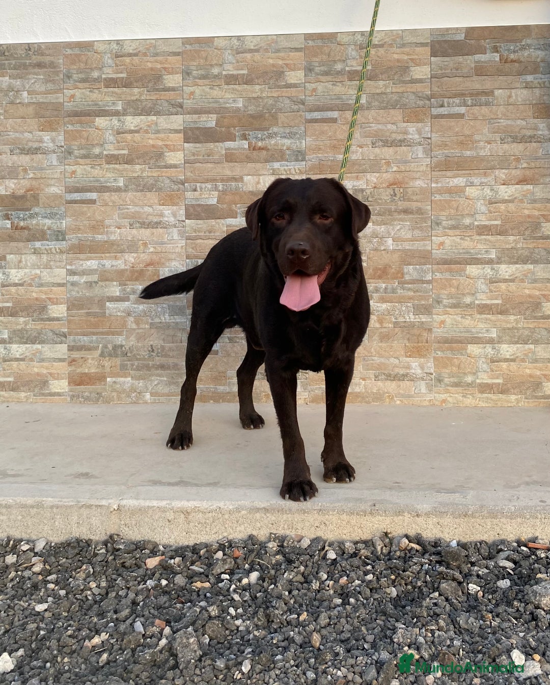 Labrador Retriever perros en venta: Cachorros de Labrador Retriever chocolates - Anuncio 8