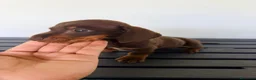 Teckel Miniatura perros en venta: TECKEL MINIATURA CHOCOLATE  - Anuncio 5