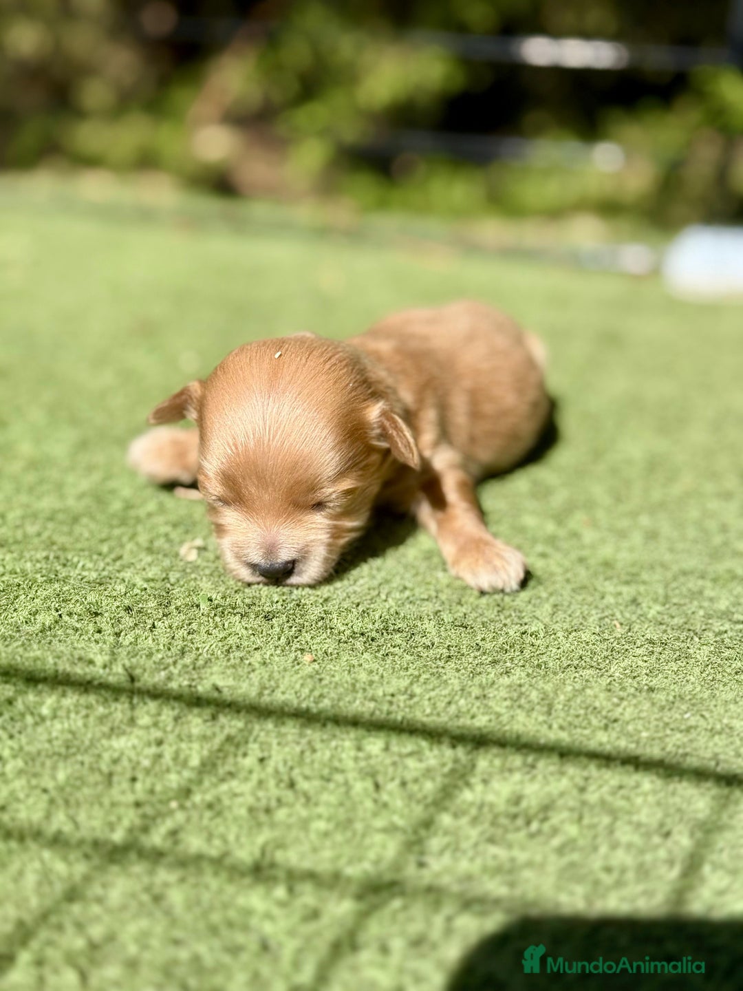 Maltipoo perros en venta: Maltipoo Toy preciosos  - Imagen 3