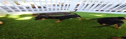 Pinscher Miniatura perros en adopcion: Preciosos mini pinscher - Anuncio 2