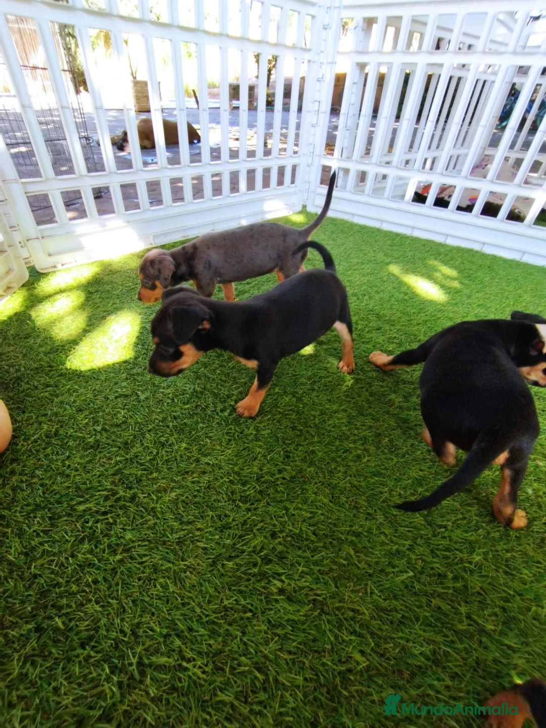 Pinscher Miniatura perros en adopcion: Preciosos mini pinscher - Anuncio 2