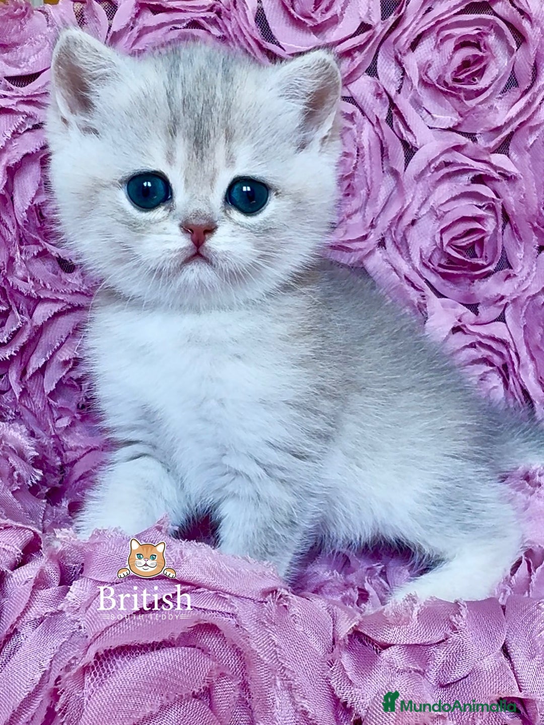 Imagen de galería {{count}}