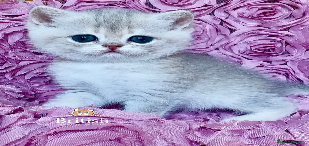 Imagen de galería {{count}}