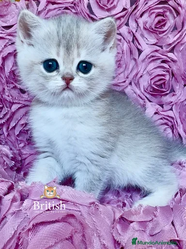 Imagen de galería {{count}}