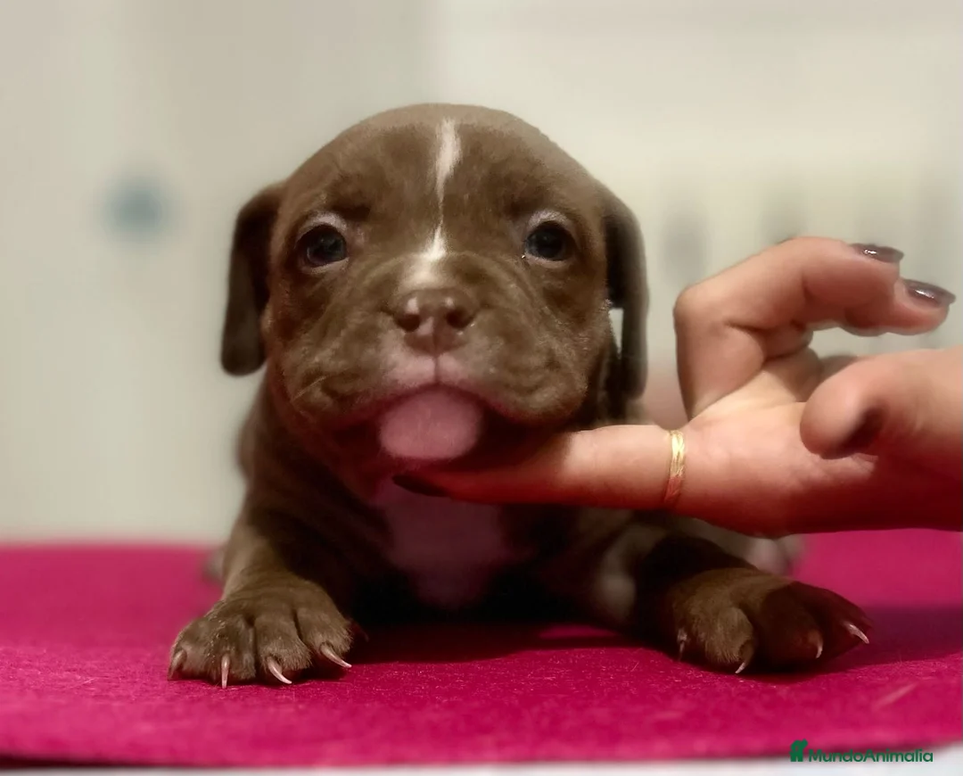 American Bully perros en venta: Camada de American Bully en Madrid - Anuncio 7