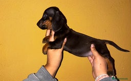 Teckel perros en venta: Teckels kaninchen  - Imagen 2