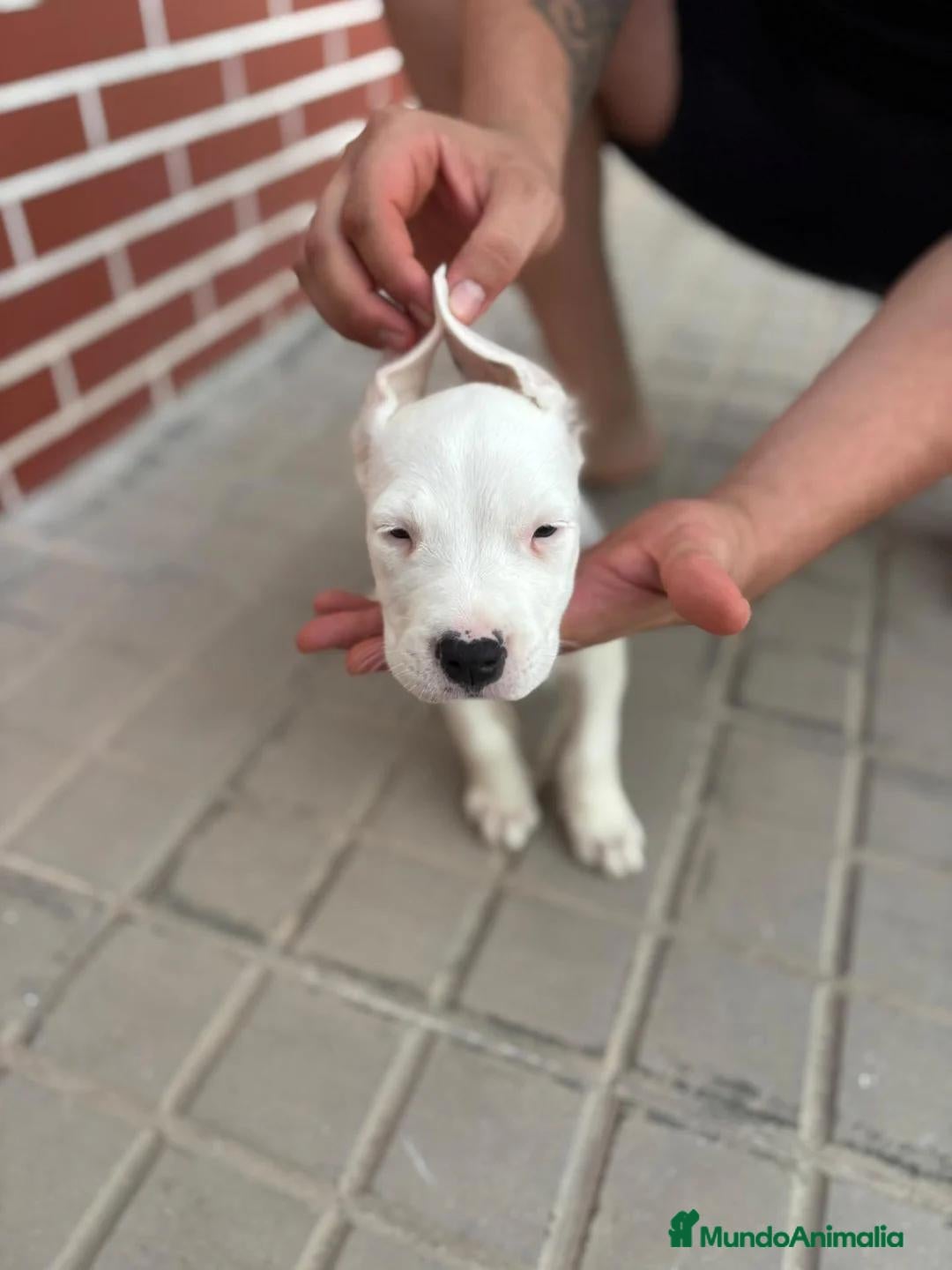 Dogo Argentino perros Dogo argentino - Anuncio 5