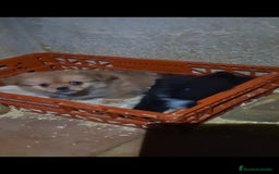 Raza Mixta perros en venta: Pekinés y pomerania  - Anuncio 1