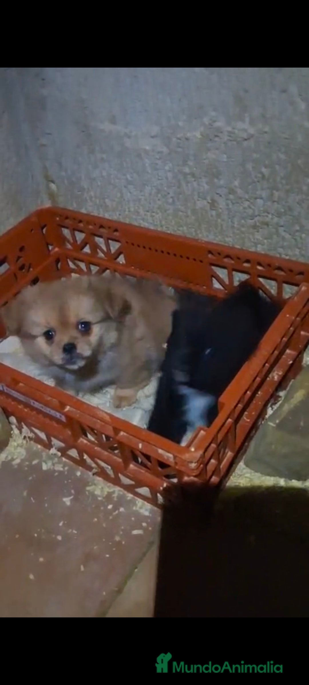 Raza Mixta perros en venta: Pekinés y pomerania  - Anuncio 1