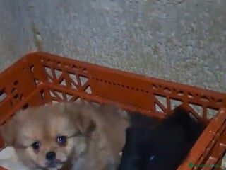 Raza Mixta perros Pekinés y pomerania - Anuncio 1