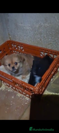 Raza Mixta perros Pekinés y pomerania - Anuncio 1