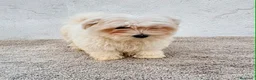 Bichón Maltés perros en venta: Bichon maltés toy  - Anuncio 11