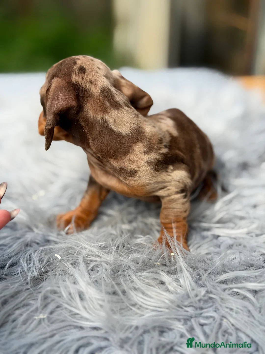 Teckel Miniatura perros en venta: Teckel Arlequin chocolate  - Anuncio 2