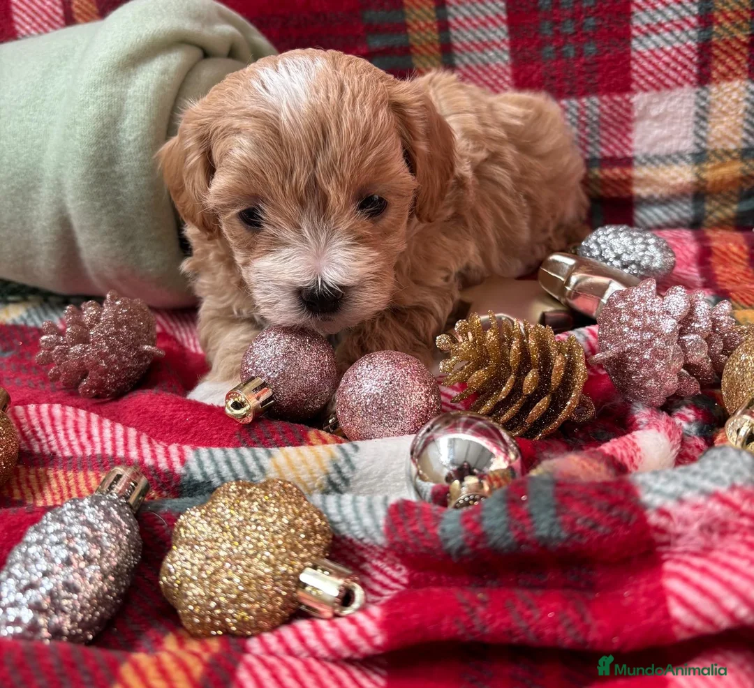 Maltipoo perros en venta: Maltipoo Toy disponibles - Anuncio 2