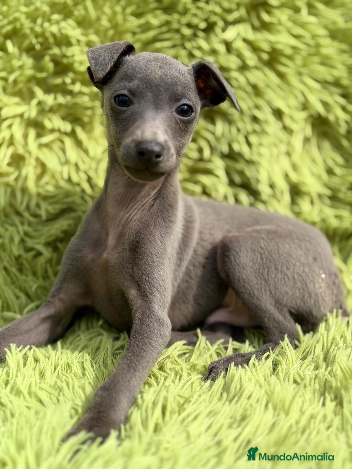 Pequeño Lebrel Italiano perros PEQUEÑO LEBREL PICOLO BLUE MACHO - Anuncio 6