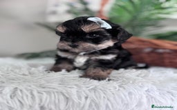 Raza Mixta perros en venta: YORKIPOO - Anuncio 8