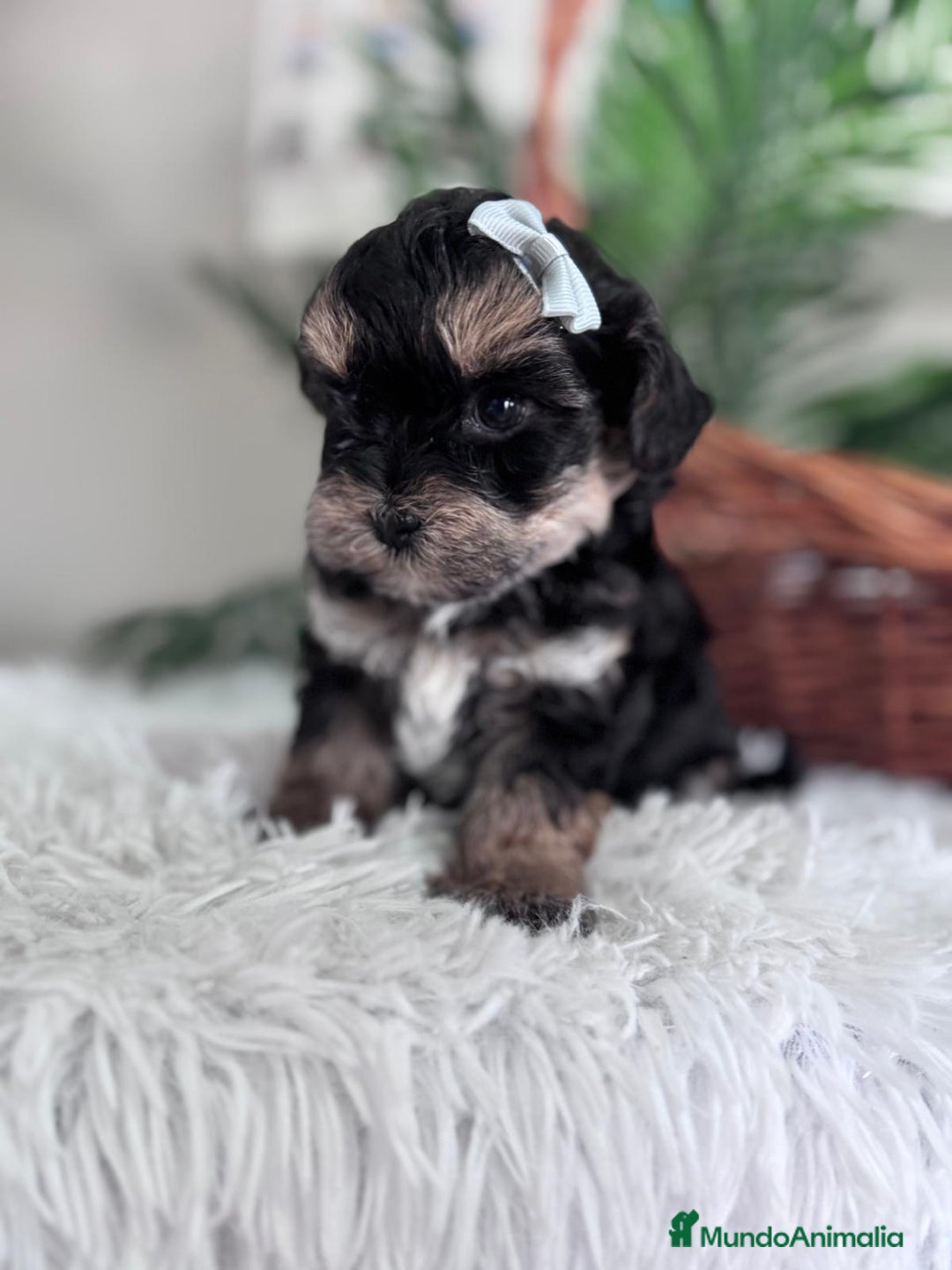 Raza Mixta perros en venta: YORKIPOO - Anuncio 8