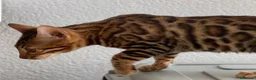Bengalí gatos en venta: Hembra Bengalí de Alta Calidad - Anuncio 7
