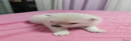 Pomerania perros en venta: Pomerania  - Anuncio 3