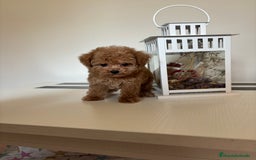 Maltipoo perros en venta: Maltipoo hembra (tacita de té) mini  - Imagen 6
