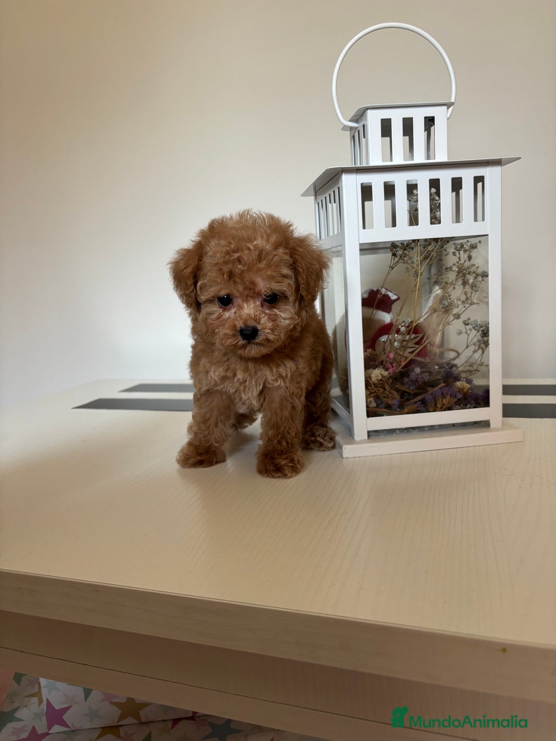 Maltipoo perros en venta: Maltipoo hembra (tacita de té) mini  - Imagen 6