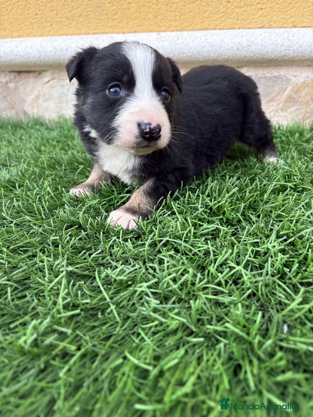 Border Collie perros en venta: Border Collie hembra negra blanca  - Anuncio 8