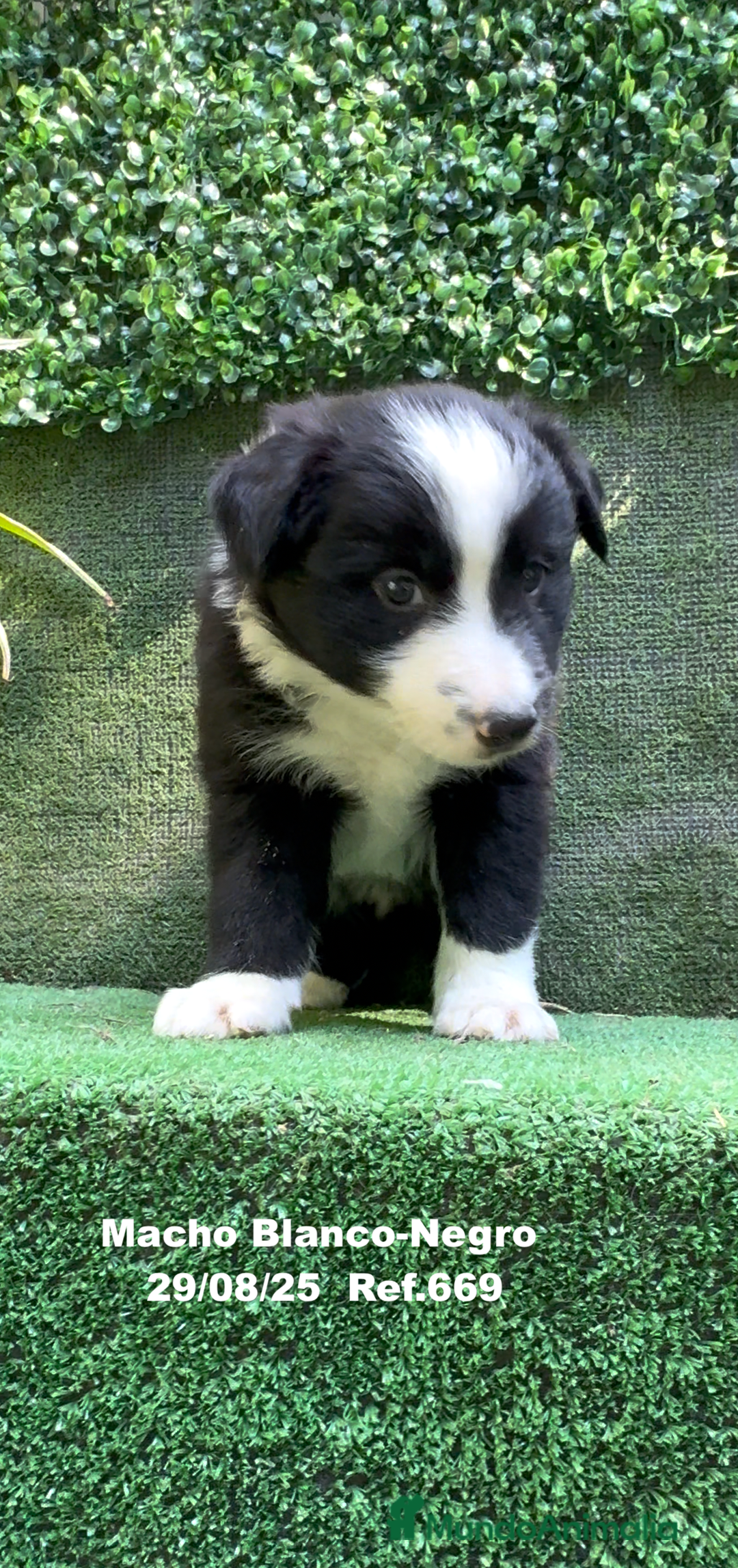 Border Collie perros en venta: Border Collie De Villa Biznaga - Imagen 15
