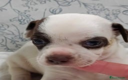Chihuahua perros en venta: Chihuahua toys  - Imagen 2