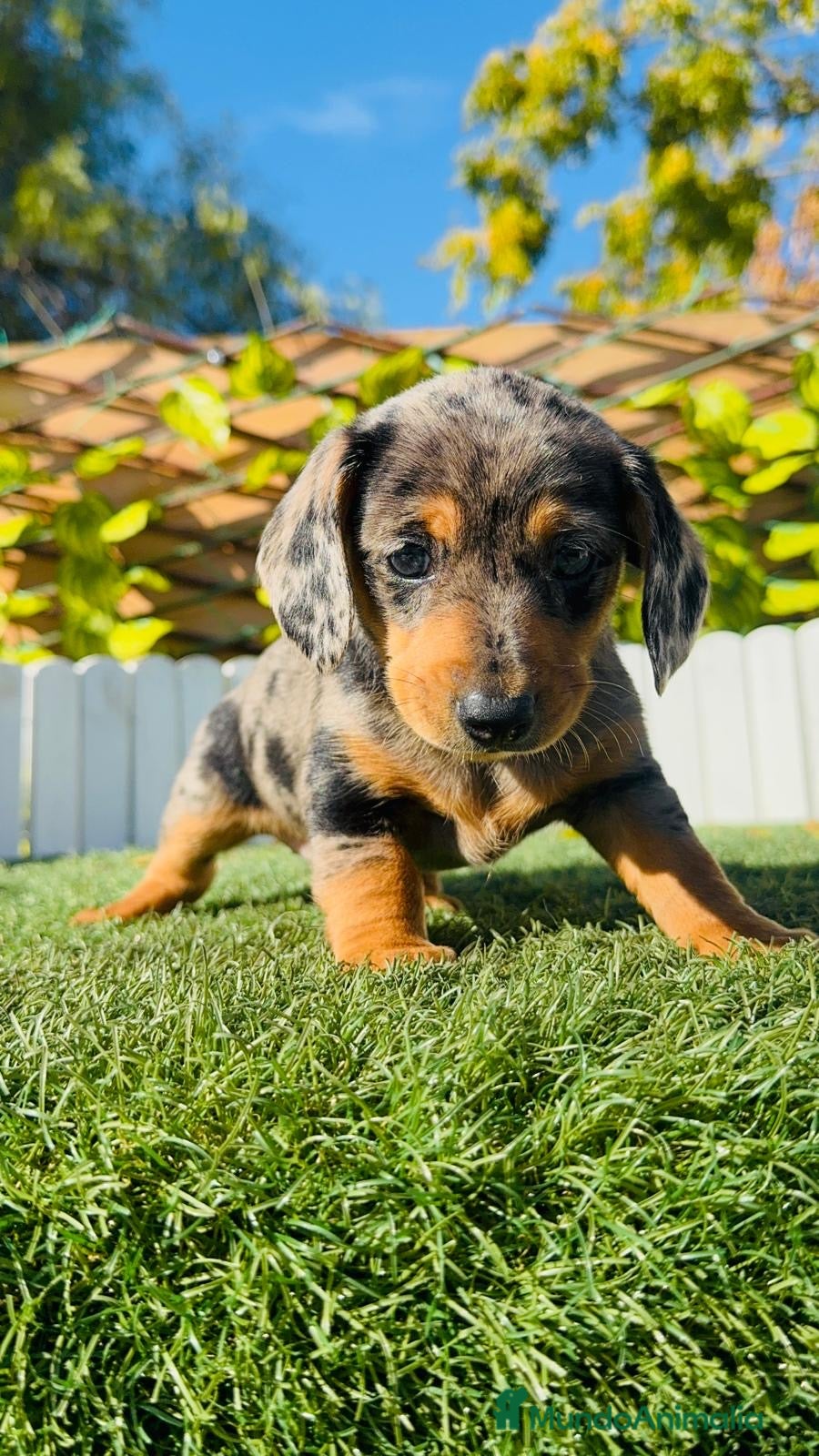 Teckel Miniatura perros Teckel miniatura hembra - Anuncio 6