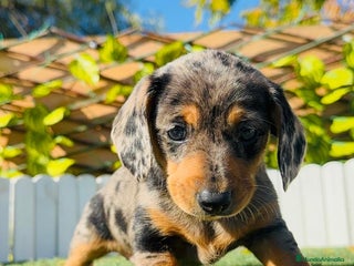 Teckel Miniatura perros Teckel miniatura hembra - Anuncio 3