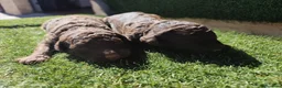 Perro de Agua Español perros en venta: Cachorros perros de agua en Zaragoza - Anuncio 12