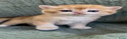 Británico de Pelo Corto gatos en venta: Camada H (2)  - Anuncio 5