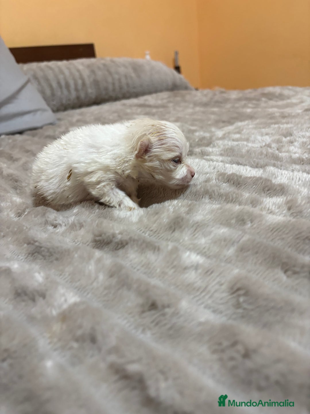 Pomerania perros en venta: Lulu Pomerania Toy party naranja hembra  - Anuncio 4