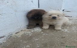 Chow Chow perros en venta: Hembra y macho  - Imagen 2