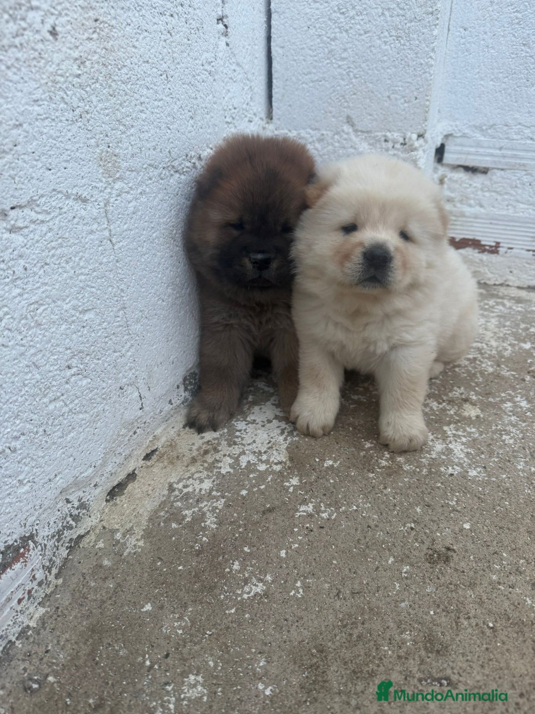 Chow Chow perros en venta: Hembra y macho  - Imagen 2