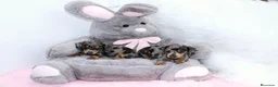 Teckel Miniatura perros en venta: Teckel Miniatura - Anuncio 10