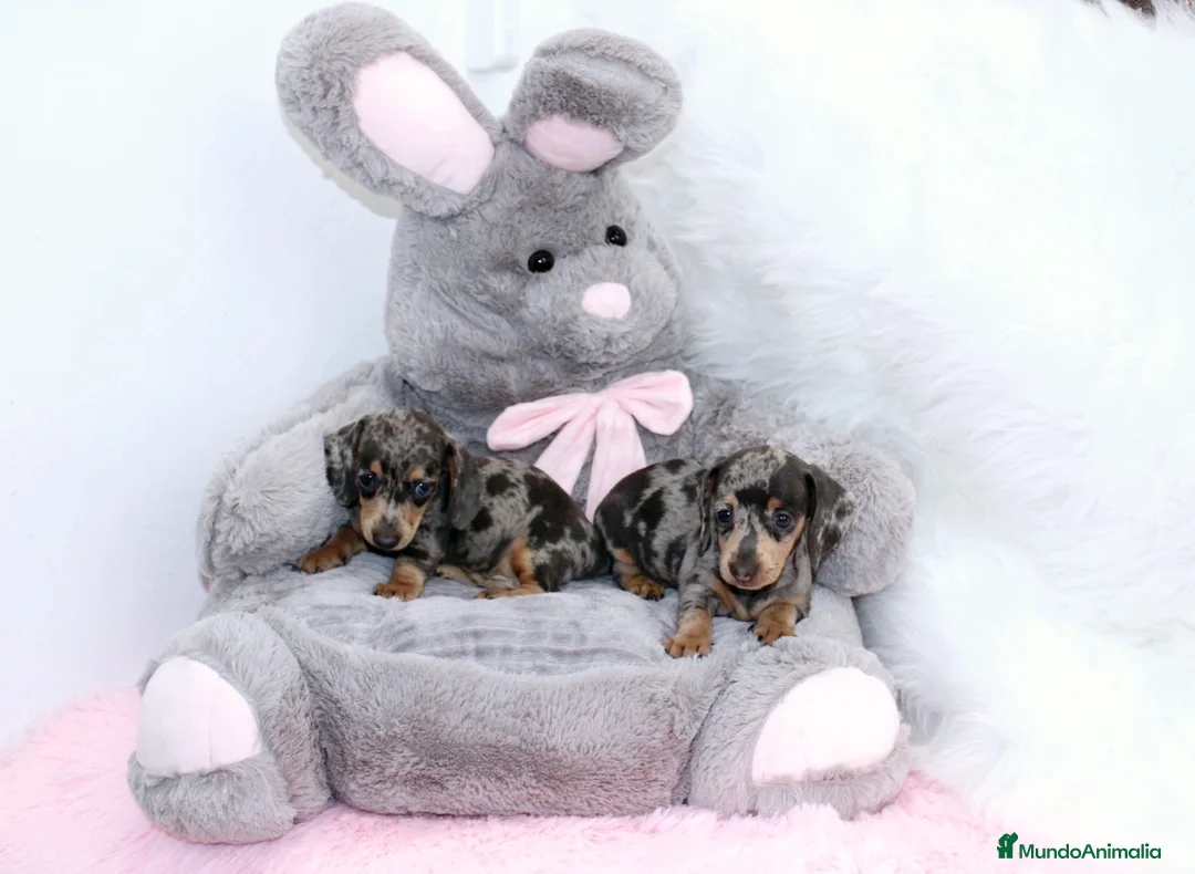 Teckel Miniatura perros en venta: Teckel Miniatura - Anuncio 10