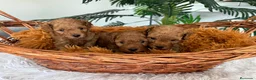 Caniche Toy perros en venta: CANICHE TOY-ENTREGA EN SEPTIEMBRE - Anuncio 3