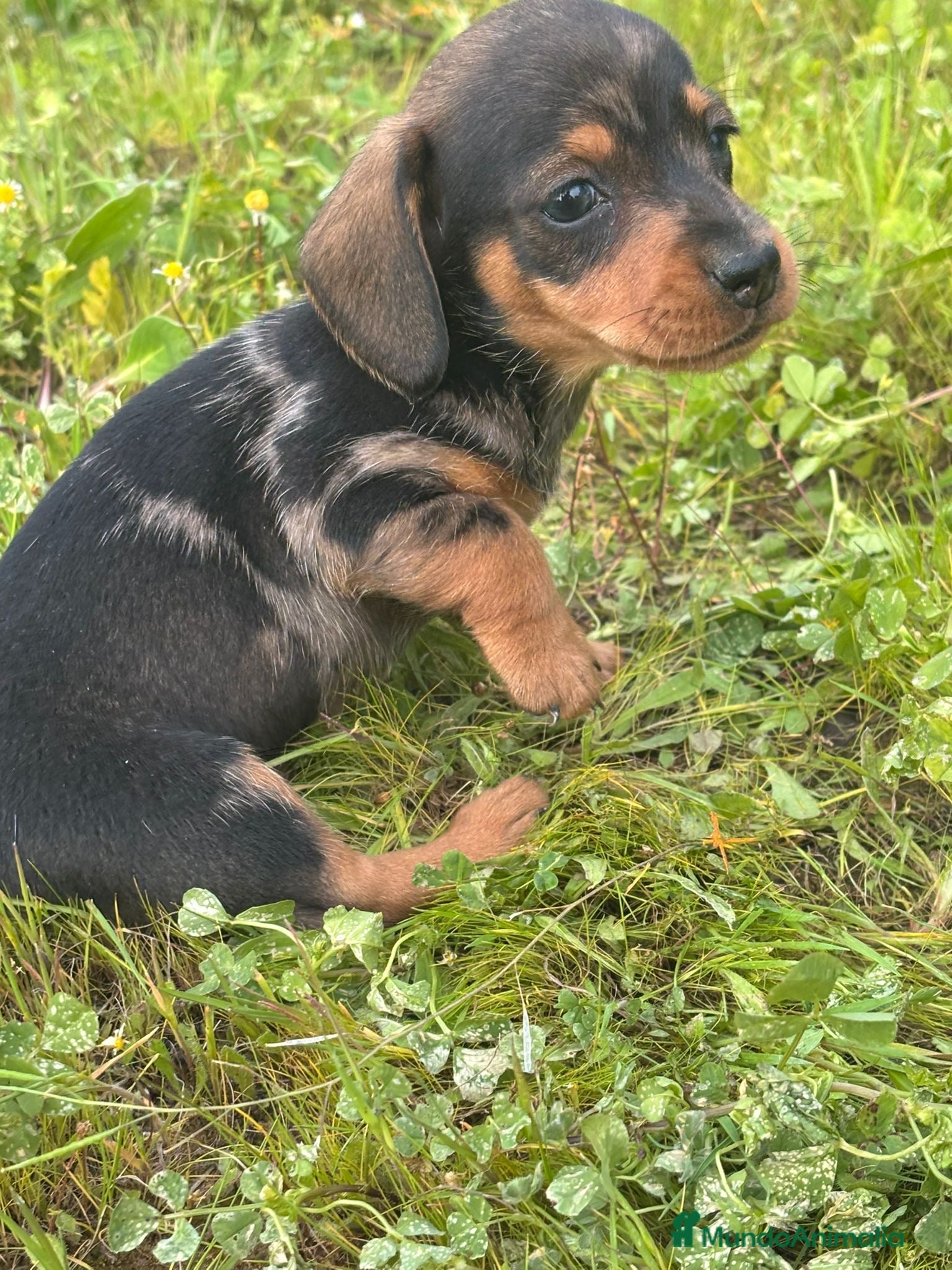 Teckel Miniatura perros Teckel miniatura listo para entregar  - Anuncio 1