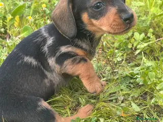 Teckel Miniatura perros Teckel miniatura listo para entregar - Anuncio 3